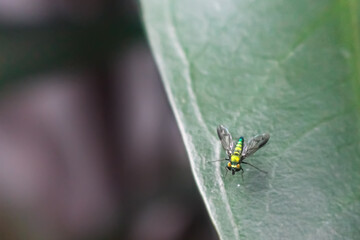 Mosca de muchos colores