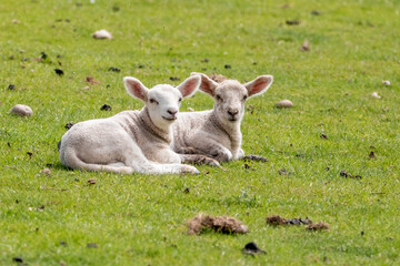 Naklejka na ściany i meble 2 lambs relaxing