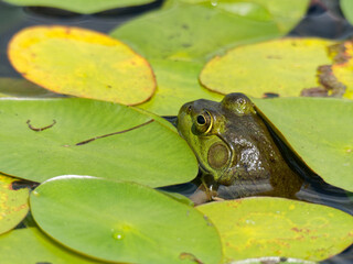 Frog with lily pads