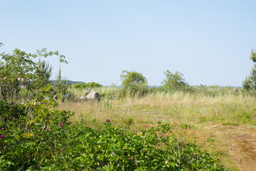 Typical view of coastal meadow in Northern Estonia, Europe. Summer in Northern Europe.