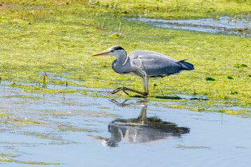 Grey Heron reflection