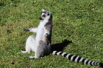 Naklejka na ściany i meble Katta / Ring-tailed Lemur / Lemur catta