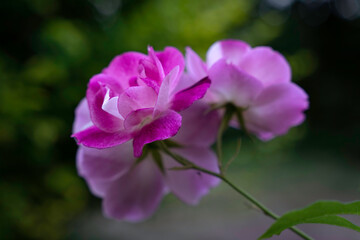 Pink and white roses on a green bokeh background closeup
