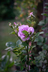 Purple lilac roses on a dark green garden background, rose buds
