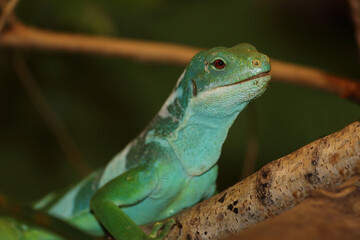 Gebänderter Fidschileguan / Fiji banded iguana or Lau banded iguana / Brachylophus fasciatus