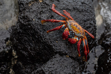 Red Rock Crab (Grapsus grapsus) on the lava rocks of the Galapagos Islands shores.

Cangrejo rojo de roca o Zayapa (Grapsus Grapsus) sobre las rocas volcánicas de las costas de las Islas Galápagos.