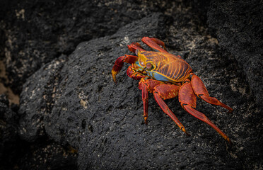 Red Rock Crab (Grapsus grapsus) on the lava rocks of the Galapagos Islands shores.

Cangrejo rojo de roca o Zayapa (Grapsus Grapsus) sobre las rocas volcánicas de las costas de las Islas Galápagos.