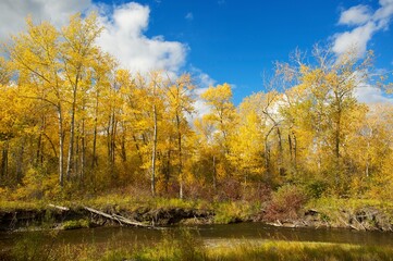 A birch forest with yellow leaves along a creek in the autumn, or fall.