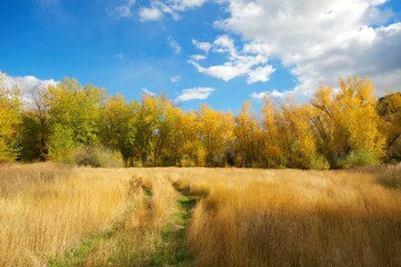 A birch forest with yellow leaves along a creek in the autumn, or fall.
