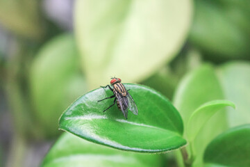 La mosca quiere volar