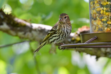 Pine Sisken Finch 06