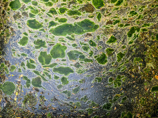 Background texture pattern of algea forming thick layer on water surface