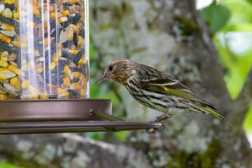 Pine Sisken Finch 15