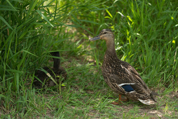 duck in the grass