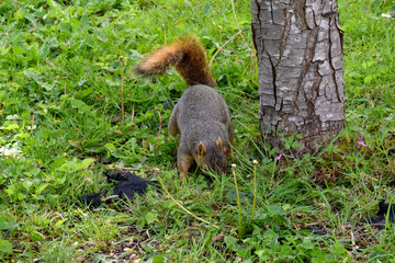 Fox Squirrel Grounded 01