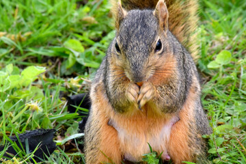 Fox Squirrel Grounded 17