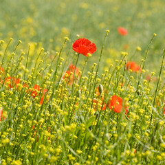 Field poppies growing at the edge of a field of oilseed rape in summer, United Kingdom