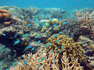 Naklejka na ściany i meble Beautiful coral reefs and tropical fishes in the Rock Island Southern Lagoon, Palau, Pacific island