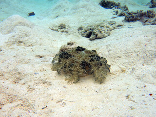 Cassiopea is the upside down jellyfish on the bottom of the sea, in the Rock Island Southern Lagoon, Palau, Pacific island