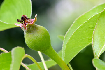 Baby Pear Blossom 02