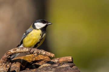 great tit on the blurred background