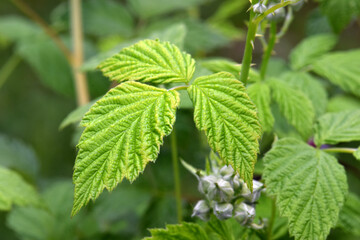 Raspberry Leaf