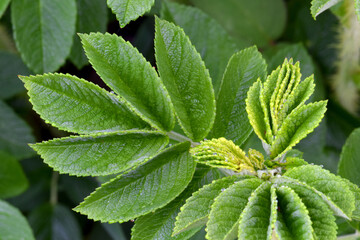 Rugosa Rose Leaf 14