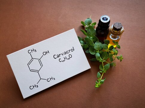 Oregano essential oil in glass bottles with fresh green oregano branches and structural chemical formula of carvacrol. Carvacrol is a terpene and the most abundant phenol in oregano.