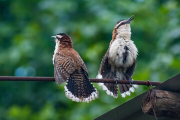 Hermosas Aves en bosques de Usulutan, El Salvador