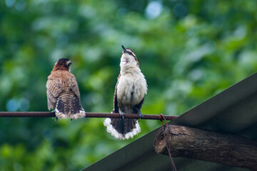 Hermosas Aves en bosques de Usulutan, El Salvador