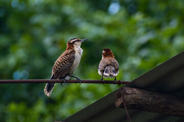 Hermosas Aves en bosques de Usulutan, El Salvador