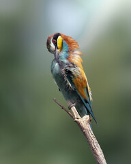 Bee-eater Birds Gruccione colorati