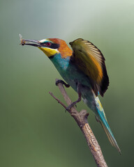 Bee-eater Birds Gruccione colorati / Birds Bee-eater feather /