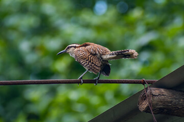 Hermosas Aves en bosques de Usulutan, El Salvador