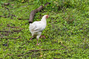 Gallinas pollos en canton Linares Usulutan, El Salvador
