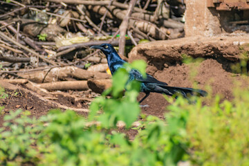 Hermosas Aves en bosques de Usulutan, El Salvador
