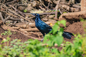 Hermosas Aves en bosques de Usulutan, El Salvador