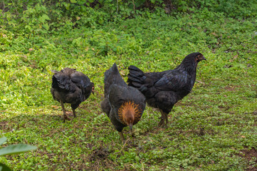 Gallinas pollos en canton Linares Usulutan, El Salvador
