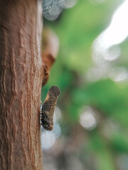 Hay un insecto en la planta