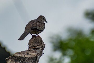Hermosas Aves en bosques de Usulutan, El Salvador