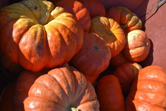 Fancy pumpkins and gourds in a box