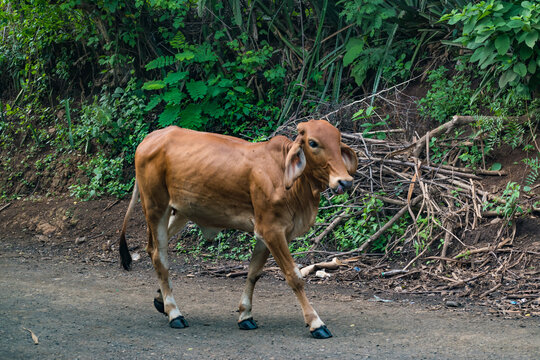 En camino a pastar en canton Linares de Usulutan, El Salvador