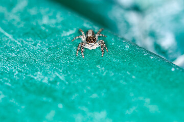 Black and grey jumping spider stares directly at you from a green surface