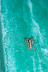 Top down view of a black and grey jumping spider on a green surface