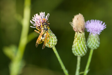 Yellow jacket climbs on the outside of a green and light purple desert flower