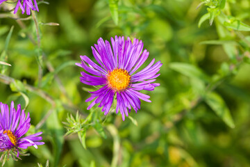 Obraz premium Purple thistle flower in bloom in the desert