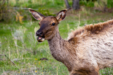 Naklejka na ściany i meble Female elk eating in Yellowstone National Park, Wyoming in springtime