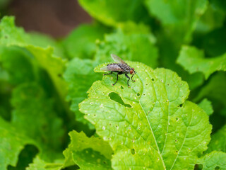 A black common fly sits on green lettuce leaves in the garden. A fly eats seedlings in the garden. The concept of insect pests.