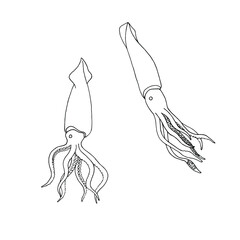 Line art Squid. Menu design, logo design. Doodle underwater animal. Exotic food