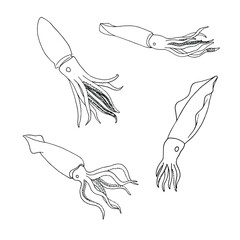 Line art Squid. Menu design, logo design. Doodle underwater animal. Exotic food